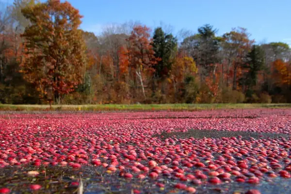 cranberry marsh full of cranberries